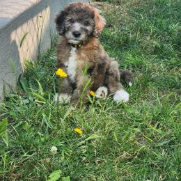 Bernedoodle and Pyredoodle Puppies from Washington Bernedoodles & Pyredoodles
