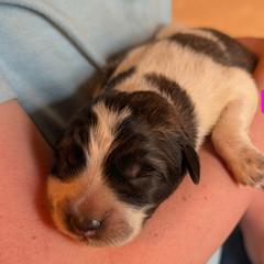 Pippia - Badger female Colorado Mountain Dog puppy in Colorado Springs, Colorado from Sharp Guardians and Goldens