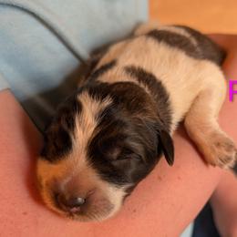 Pippia - Badger female Colorado Mountain Dog puppy in Colorado Springs, Colorado from Sharp Guardians and Goldens