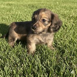 Akc Cream Brindle Boy 1 - Brindle male Dachshund puppy in Lehigh Acres, Florida from Ruby Rose Dachshund Dynasty