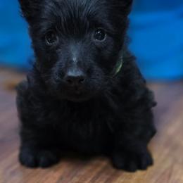 Buster green collar - Black male Scottish Terrier puppy in Seymour, Missouri from Fairview's Precious Pups