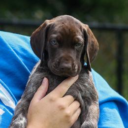 Boy 3 - Liver roan male German Shorthaired Pointer puppy in Fowlerville, Michigan from RED Clay Dogs