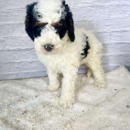 Bella - White female Bernedoodle puppy in Moulton, Iowa from Shondel Puppy Paws