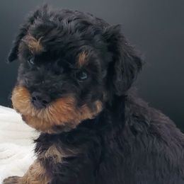 Boy 1 - Schnoodle puppy from Eveleigh Acres Puppies