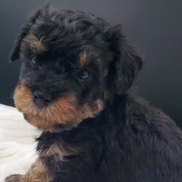 Boy 1 - Schnoodle puppy from Eveleigh Acres Puppies