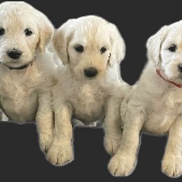 Bernedoodle and Goldendoodle Puppies from White Oak