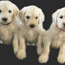 Bernedoodle and Goldendoodle Puppies from White Oak