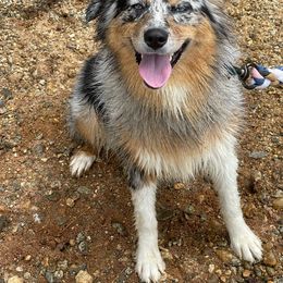 Jazz - Australian Shepherd