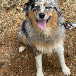 Jazz - Australian Shepherd