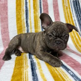 French Bulldog Puppies from South Texas Frenchies