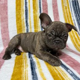 French Bulldog Puppies from South Texas Frenchies