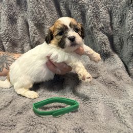 Montana - Brown and white male Shichon puppy in Onawa, Iowa from Parico Puppies