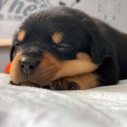 Rottweiler Puppies from KarmaKennelPNW