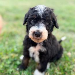 Tenderheart with training - Phantom male Bernedoodle puppy in Boonville, North Carolina from Doods & Dolls