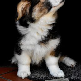 Pembroke Welsh Corgi Puppies from Fawn Ridge Farm