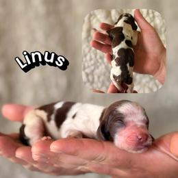 Linus - Liver white and roan male English Springer Spaniel puppy in Uvalda, Georgia from Willow Creek Farms