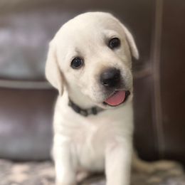 Girl 5 - Yellow female Labrador Retriever puppy in Taylor, Texas from Faithful Labs