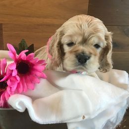 Cocker Spaniel Puppies from Ozark Haven Farm