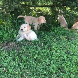 Goldendoodle and Golden Retriever Puppies from Mason Farm Goldens
