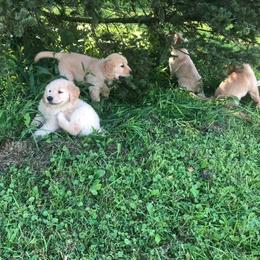 Goldendoodle and Golden Retriever Puppies from Mason Farm Goldens