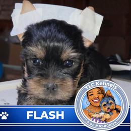 FLASH - Blue and gold male Yorkshire Terrier puppy in Eastpointe, Michigan from TLC Kennels TenderLittleCuties