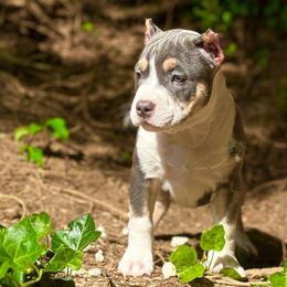 Flash - Blue tri-color American Bully puppy in Nashville, Tennessee from SimplyBullies