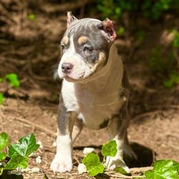 Flash - Blue tri-color American Bully puppy in Nashville, Tennessee from SimplyBullies
