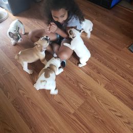 French Bulldog Puppies from Friendly Acres French Bulldogs