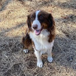 Cricket - Australian Shepherd