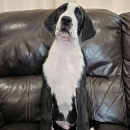 Sneaky - Mantle male Great Dane puppy in Castle Rock, Washington from Uber Alles Great Danes