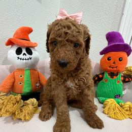 Red - Red  female Goldendoodle puppy in Bakersfield, California from Lavish Doodles