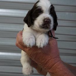 Black Collar - Liver white and tan male English Springer Spaniel puppy in Loris, South Carolina from Palmetto Springer Spaniels