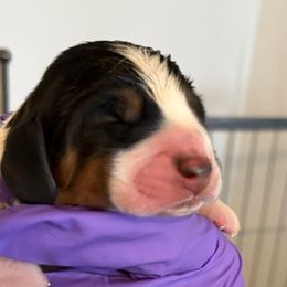 Girl 1 - Black white and brown female Basset Hound puppy in Columbus, Ohio from Olveras Hound of Ohio