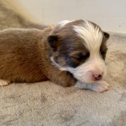 Pink Collar Girl Willow - Sable female Pembroke Welsh Corgi puppy in Paris, Kentucky from Flat Run Corgis