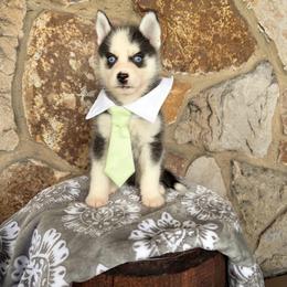 Luigi - Black and white male Pomsky puppy in Venus, Pennsylvania from Hemlock Pines Pomsky