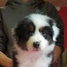 Australian Shepherd Puppies from Agra Australian Shepherds
