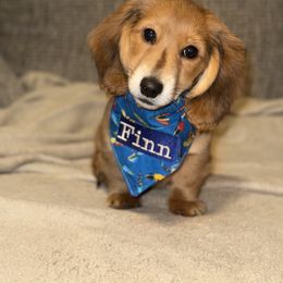 Dachshund Puppies from The Long Dog Lounge of Montana