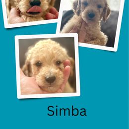 Simba - Apricot male Goldendoodle puppy in Bluefield, Virginia from Love on a Leash