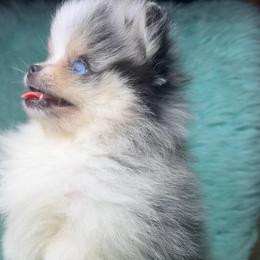 Nala - Blue merle female Pomeranian puppy in Hughes Springs, Texas from Hughes Springs Tx Poms