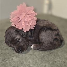Sally - Blue merle female Aussiedoodle puppy in Cumberland, Rhode Island from W Doodle Crew