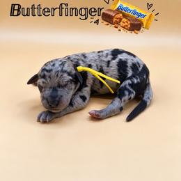 Butterfinger - Blue merle male Aussiedoodle puppy in Paragould, Arkansas from AC Doodles & Corgis