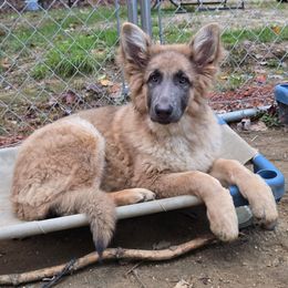 Ursula UPCOMING 2027 - German Shepherd