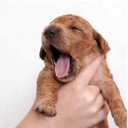 Amy - Apricot female Goldendoodle puppy in Cocoa, Florida from The Coastal Homestead
