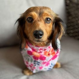 Dachshunds from Pennys Dachshunds