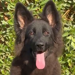 Kai - Black male German Shepherd puppy in Lexington, Virginia from Buffelbach Farmstead Shepherds
