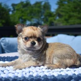 Rusty - Black sabled fawn male Chihuahua puppy in Bulls Gap, Tennessee from Smokey Mountain Chihuahuas