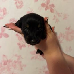 Dolly - Black and tan female Dachshund puppy in Weatherford, Texas from Darling Doxies