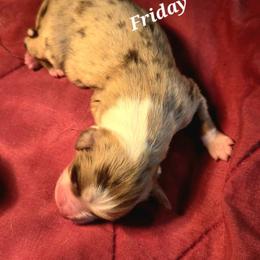 Friday - Red merle male Toy Australian Shepherd puppy in Viking, Minnesota from Son Shine Farm