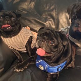 Pugs from E's Pugs