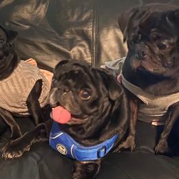 Pugs from E's Pugs